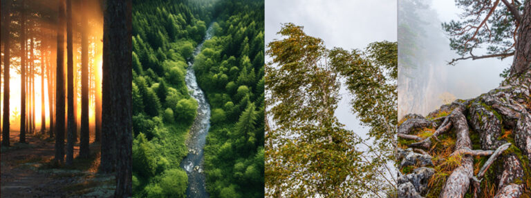 La forza degli elementi