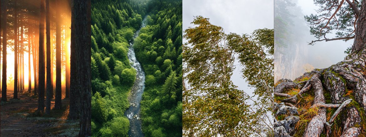 La forza degli elementi
